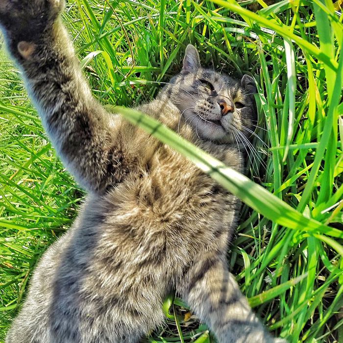 Curi Perhatian Cat Lovers, 10 Kucing Menggemaskan Ini Berfoto Selfie