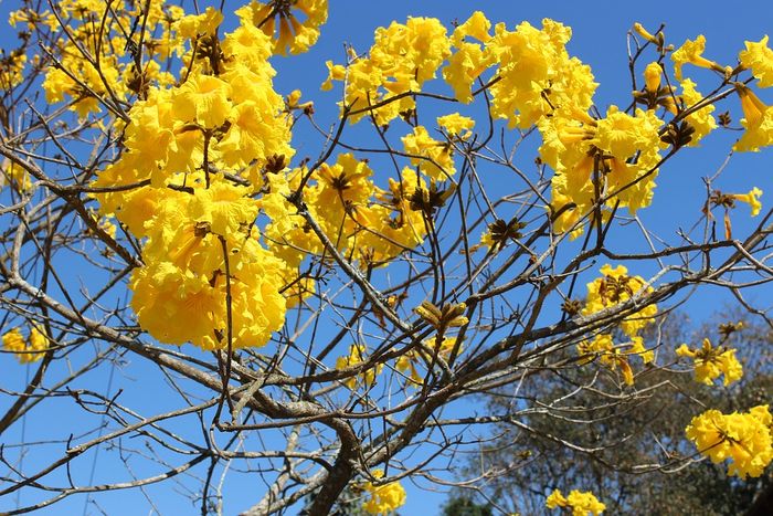 Disebut Sakura Indonesia Apa Sebenarnya Tabebuya Yang Banyak Ditemukan Di Pinggir Jalan Semua Halaman Kids