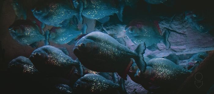 Fakta unik ikan piranha, predator ganas yang ternyata vegetarian.