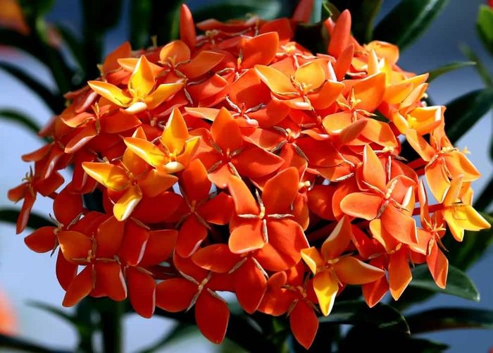 Bunga asoka tumbuh secara bergerombol dengan daun yang meruncing, terlihat seperti buket bunga.