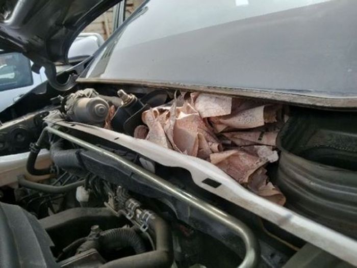 Mai Sai Lui menyembunyikan uang di kap mobil