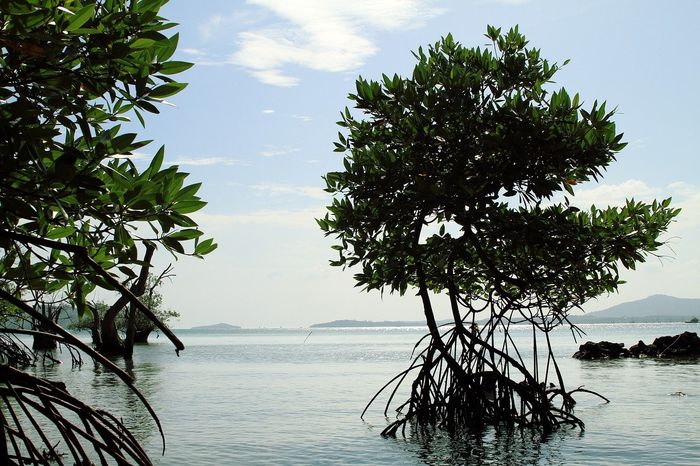 Salah satu fungsi hutan mangrove adalah melindungi pantai dari abrasi hal ini merupakan fungsi