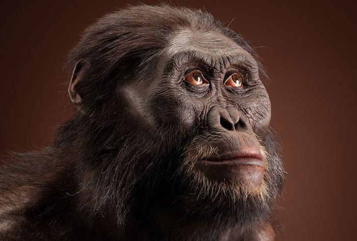 Rekonstruksi artis afrodisiak Astralopithecus pria dewasa. 