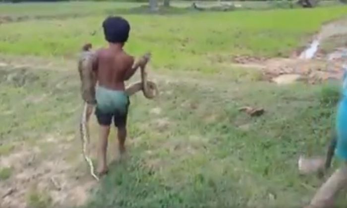 bocah pemburu ular