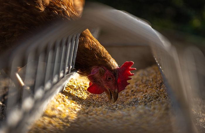 Arti Mimpi Menyembelih Ayam Menurut Primbon Jawa Hati Hati Bisa Jadi Membawa Pertanda Buruk Ini Arti Mimpi Menyembelih Ayam Menurut Primbon Jawa Hati Hati Bisa Jadi Membawa Pertanda Buruk Ini