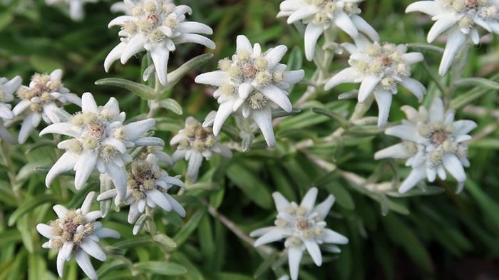 Fakta bunga edelweis salah satunya adalah berasal dari pegunungan di Eropa.