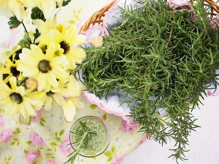 Mengurangi Risiko Kanker Hingga Menurunkan Gula Ternyata Ini 5 Khasiat Tak Terduga Rosemary