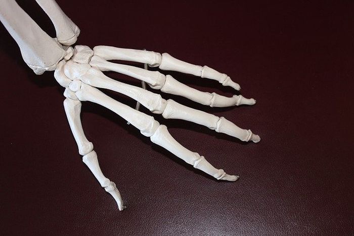 Tulang-tulang berikut yang merupakan contoh tulang pendek pada manusia adalah