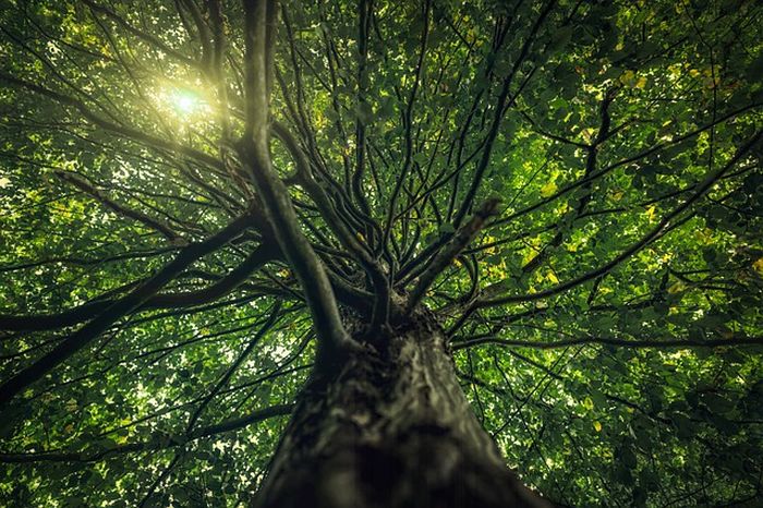 Reboisasi atau penanaman hutan kembali meruapakan salah satu upaya melestarikan sumber daya alam.