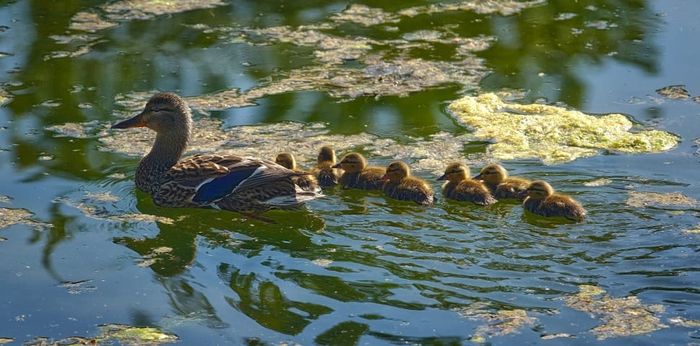 Los patitos nadan en fila detrás de su madre.
