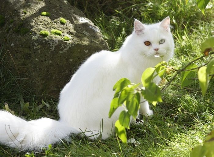 Jadi Hewan Peliharaan Favorit, Inilah Ciri-Ciri Kucing Anggora - Semua