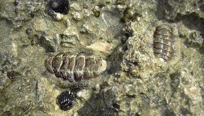 West Indian fuzzy chiton