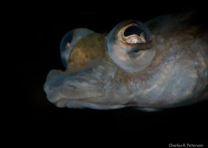 The strange eyes of the four-eyed fish
