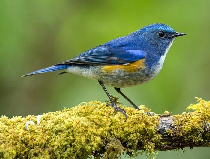 A Himalayan blue tail that migrates