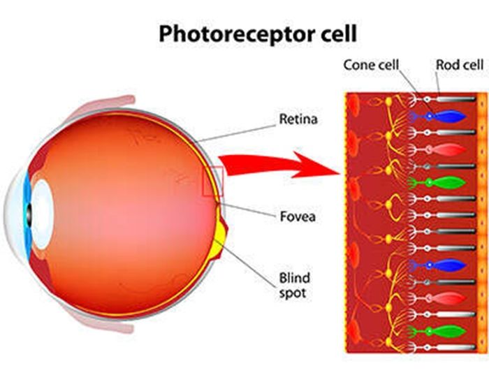 Protein dalam Sel Retina Ini Membantu Kita Melihat dalam Cahaya Redup Semua Halaman National