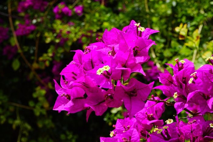 Bougenville atau bunga kertas adalah tanaman hias yang sering ditanaman di pekarangan rumah.