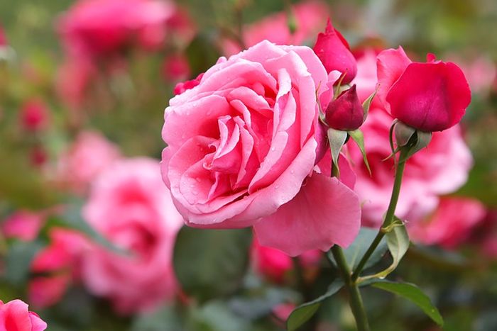Salah satu tanaman hias yang dapat dicangkok adalah mawar.