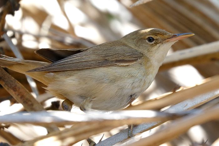 Burung warbler (Acrocephalus scirpaceus).
