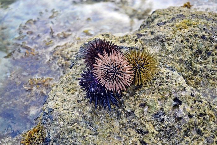 5 hewan paling berbahaya di laut: bulu babi.