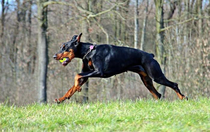 5 jenis anjing paling pintar di dunia yang dipelihara di rumah.