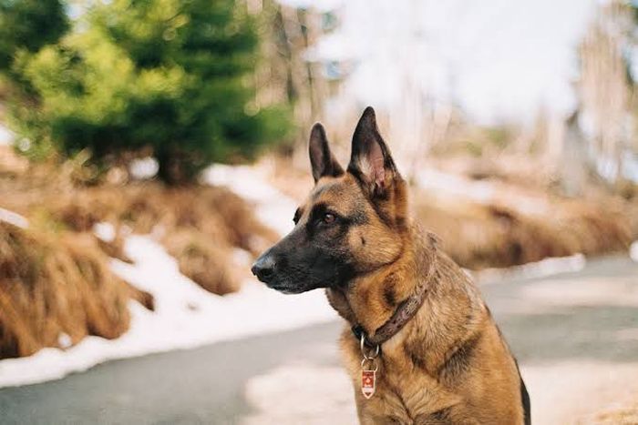 5 jenis anjing paling pintar di dunia yang dipelihara di rumah.