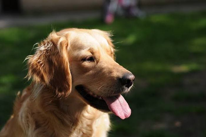 5 jenis anjing paling pintar di dunia yang dipelihara di rumah.