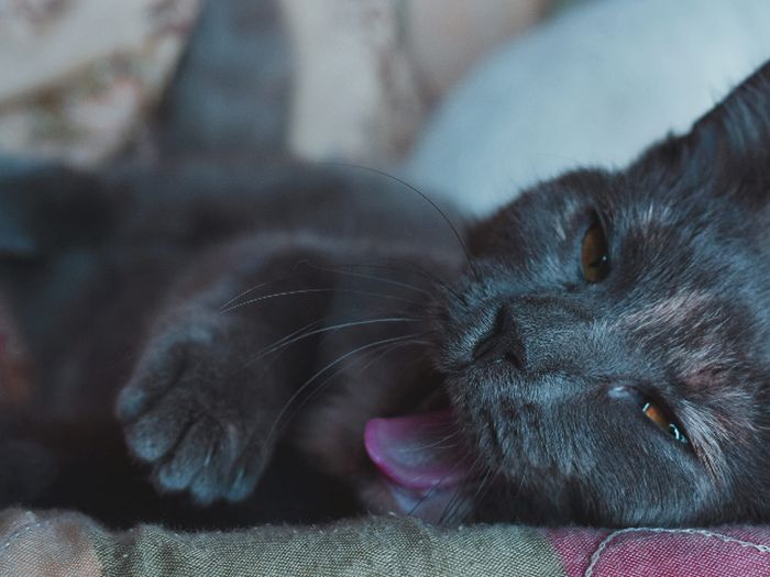 Salah satu penyebab bulu kucing berubah warna adalah paparan sinar matahari.