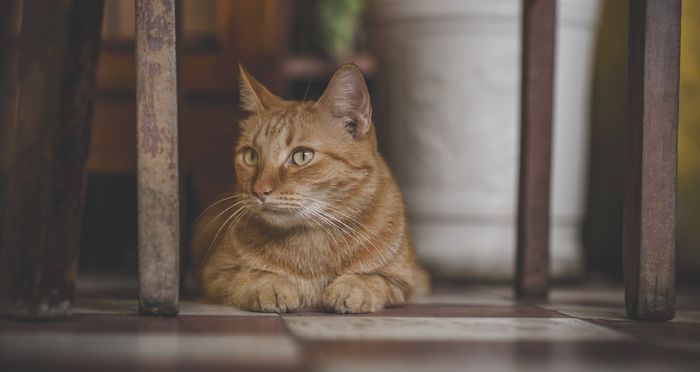 4 Jenis Suara Ini Disukai dan Menarik Perhatian Kucing, Apa Saja? - Kids