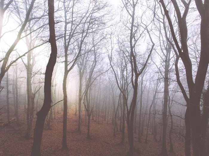 Gambar Jenis Tanaman yang Mengalami Masa Meranggas