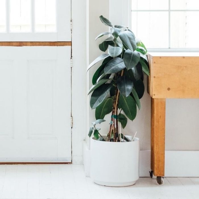 5 Rekomendasi Tanaman untuk Sudut Ruangan, Asri dan Estetik! - Stylo
