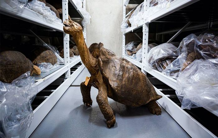 Selama lebih dari satu abad, kura-kura raksasa Fernandina Island Galápagos hanya diketahui dari spesimen tunggal ini, yang dikumpulkan pada tahun 1906.