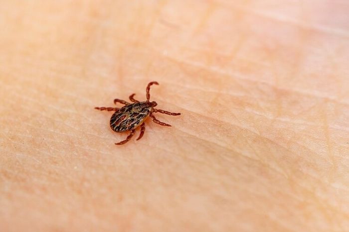 Powassan virus infection from tick bites can be rare.