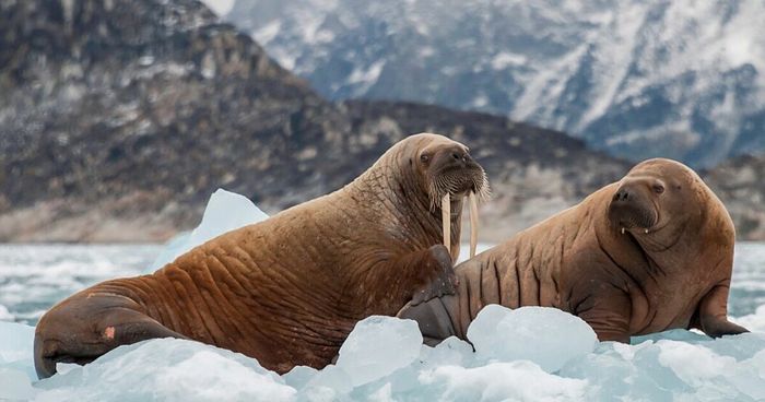 Gading Walrus Dalam Dunia Islam, Rusia, dan Ukraina Abad Pertengahan