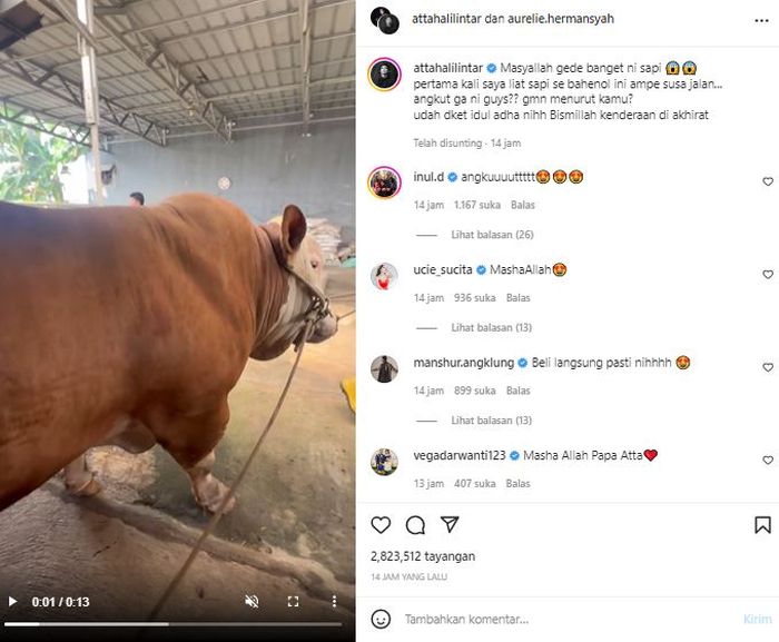 Sapi kurban Atta Halilintar yang bikin takjub.