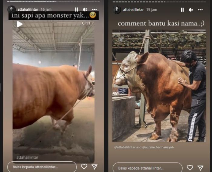 Atta Halilintar takjub dengan sapi super besar