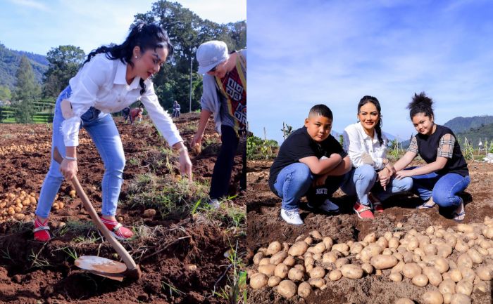 Potret Krisdayanti saat panen kentang di sawah.