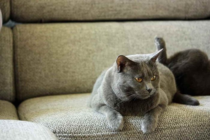 Kenalan dengan Chartreux, Kucing Pemburu yang Kalem dari Prancis - Kids