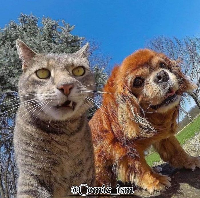 Curi Perhatian Cat Lovers, 10 Kucing Menggemaskan Ini Berfoto Selfie