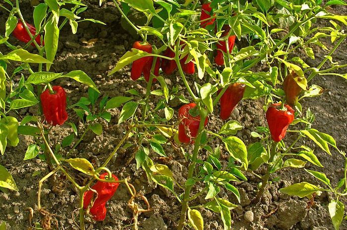 Pohon cabai ternyata bisa berbuah lebat dengan menggunakan garam dan micin yang ada di dapur loh.