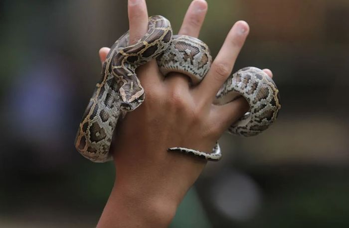 Arti Mimpi Membunuh Ular