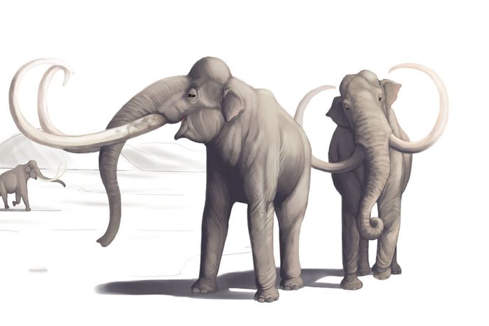 Los restos de dos mamuts encontrados en Nuevo México sugieren que los humanos vivieron más tiempo en América del Norte de lo que se pensaba.