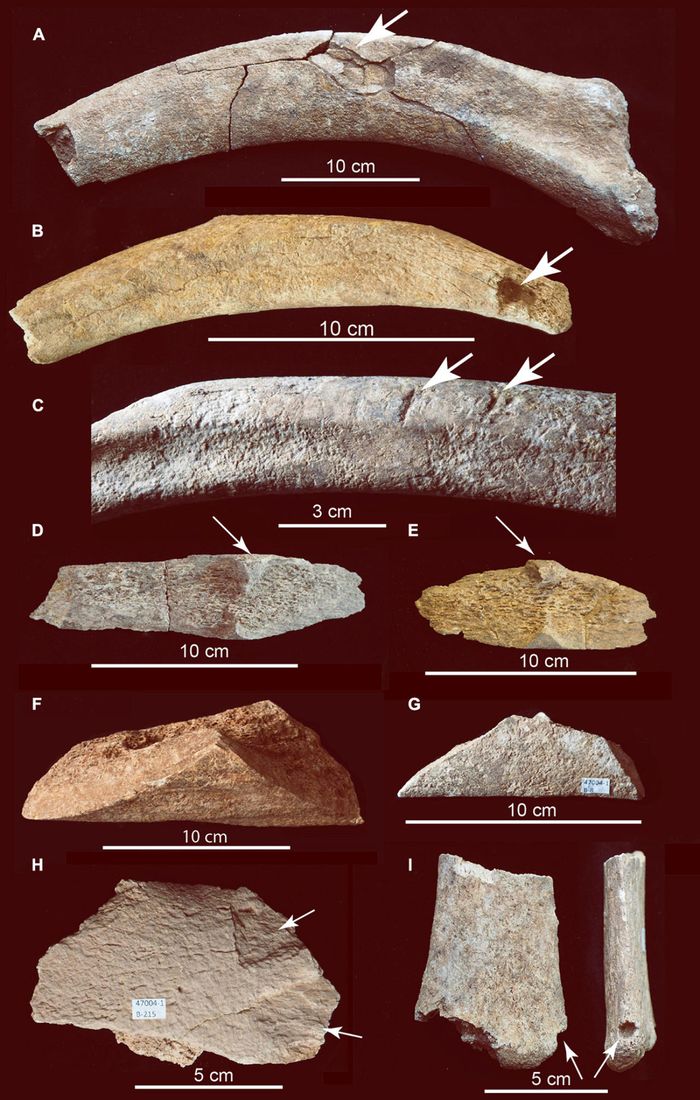 Fotografías de la metamorfosis del hueso de mamut adulto de Hartley.