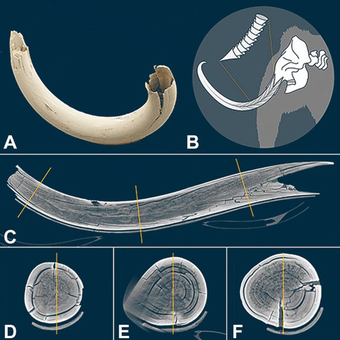 17,000 年前のケナガマンモスの牙の復元