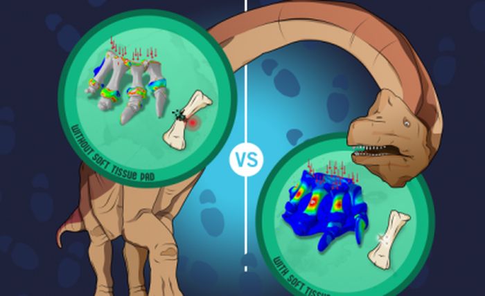 Computer modeling shows the feet of sauropods had soft tissue pads.