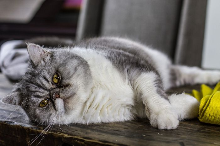 Tips Cara Merawat Kucing Saat Hamil Panduan Lengkap Terpercaya!
