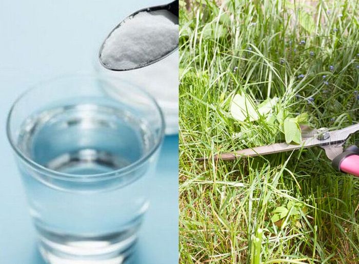 Garuan Rumput Cara Membuat Pembasmi Rumput Liar Buatan Sendiri, Modalnya dari 2 Bahan ...