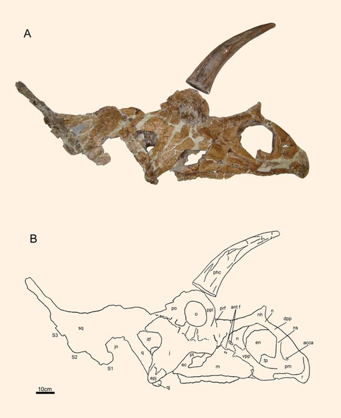 Bisticeratops froeseorum holotype tengkorak.