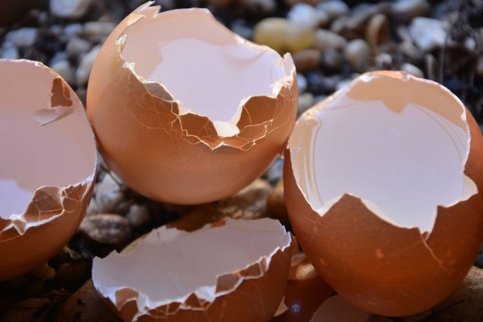 Cangkang telur juga bisa digunakan untuk menajamkan pisau blender yang tumpul.