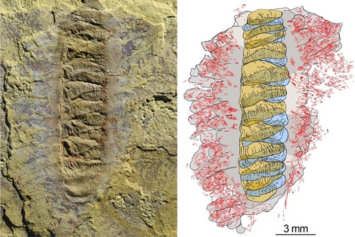 Interesantes descubrimientos del reino animal: fósiles de Wufengella e imágenes que describen los principales componentes del organismo.