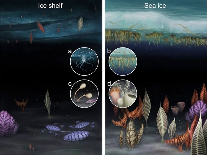 Reconstrucción de una posible vida temprana bajo el hielo (izquierda) y bajo el hielo marino (derecha).  La imagen insertada representa animales modernos que viven en condiciones similares: (a) la anémona de mar Edvarcilla andrilla en el fondo del hielo del Mar de Ross, (b) el alga filamentosa Melosira arctica bajo el hielo del mar Ártico, (c) una esponja de algas marinas y la vida de animales del mundo que se encuentran bajo una capa de hielo antártica, peces representativos, y (d) esponjas, anémonas y crinoideos representativos de comunidades subglaciales antárticas típicas.